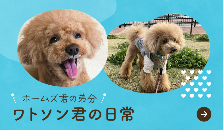 ワトソン君の日常